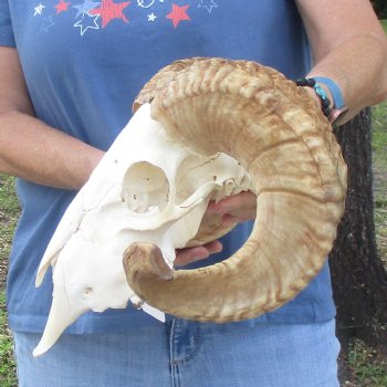 African Merino Ram/Sheep Skull with 22 inch Horns, available for purchase - $155