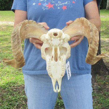 African Merino Ram/Sheep Skull with 22 inch Horns, available for purchase - $155