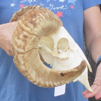 African Merino Ram/Sheep Skull with 22 inch Horns, available for purchase - $155