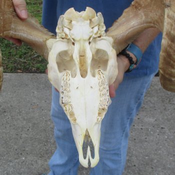 African Merino Ram/Sheep Skull with 22 inch Horns, available for purchase - $155