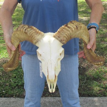 African Merino Ram/Sheep Skull with 21 inch Horns, available for purchase - $155