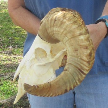 African Merino Ram/Sheep Skull with 21 inch Horns, available for purchase - $155