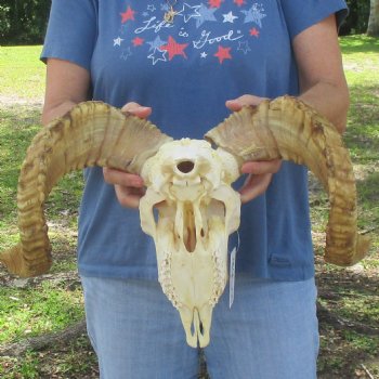 African Merino Ram/Sheep Skull with 21 inch Horns, available for purchase - $155