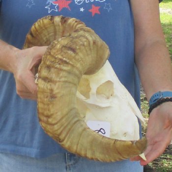 African Merino Ram/Sheep Skull with 21 inch Horns, available for purchase - $155