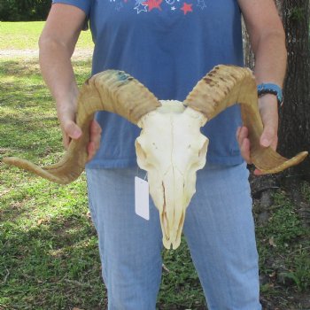African Merino Ram/Sheep Skull with 23 1/2 inch Horns, available for purchase - $155