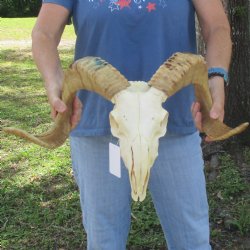 African Merino Ram/Sheep Skull with 23 1/2 inch Horns, available for purchase - $155
