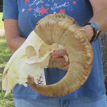 African Merino Ram/Sheep Skull with 23 1/2 inch Horns, available for purchase - $155