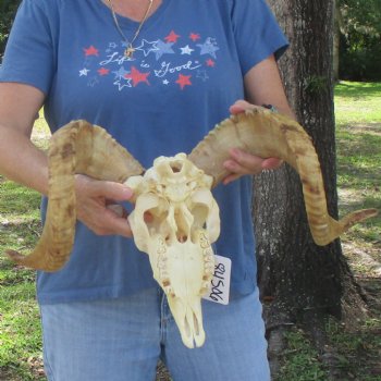 African Merino Ram/Sheep Skull with 23 1/2 inch Horns, available for purchase - $155