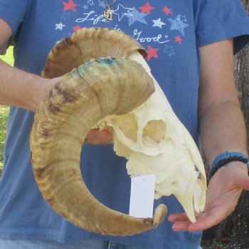 African Merino Ram/Sheep Skull with 23 1/2 inch Horns, available for purchase - $155