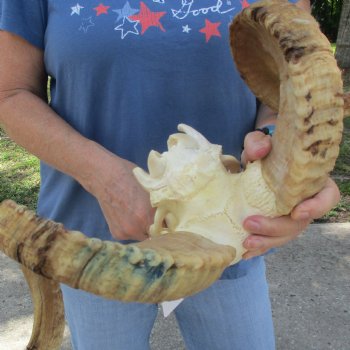 African Merino Ram/Sheep Skull with 23 1/2 inch Horns, available for purchase - $155