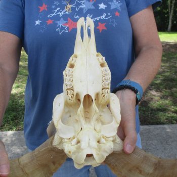 African Merino Ram/Sheep Skull with 23 1/2 inch Horns, available for purchase - $155