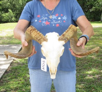 African Merino Ram/Sheep Skull with 26 inch Horns, available for purchase - $155