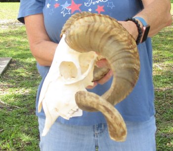 African Merino Ram/Sheep Skull with 26 inch Horns, available for purchase - $155