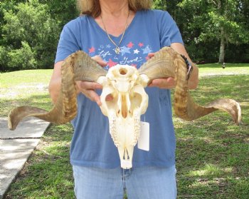 African Merino Ram/Sheep Skull with 26 inch Horns, available for purchase - $155