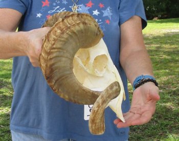 African Merino Ram/Sheep Skull with 26 inch Horns, available for purchase - $155