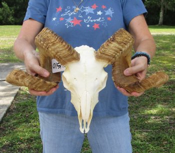 African Merino Ram/Sheep Skull with 26 inch Horns, available for purchase - $155