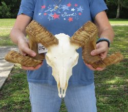 African Merino Ram/Sheep Skull with 26 inch Horns, available for purchase - $155