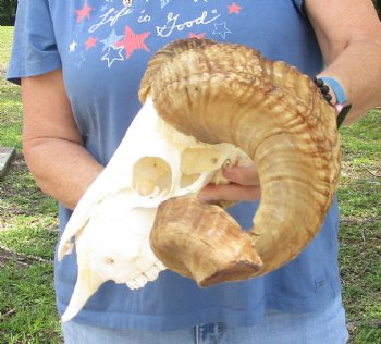 African Merino Ram/Sheep Skull with 26 inch Horns, available for purchase - $155