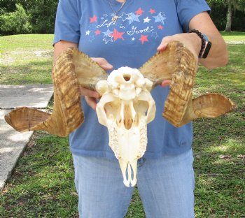 African Merino Ram/Sheep Skull with 26 inch Horns, available for purchase - $155