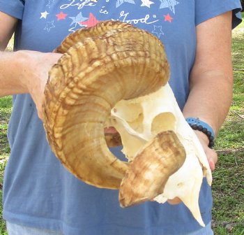 African Merino Ram/Sheep Skull with 26 inch Horns, available for purchase - $155