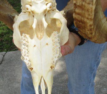 African Merino Ram/Sheep Skull with 26 inch Horns, available for purchase - $155