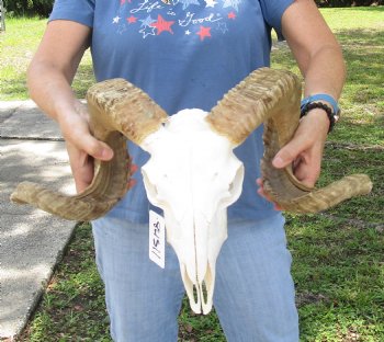 African Merino Ram/Sheep Skull with 24 inch Horns, available for purchase - $155