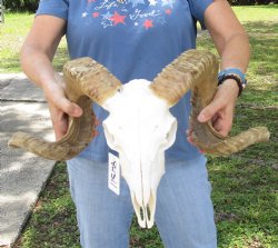 African Merino Ram/Sheep Skull with 24 inch Horns, available for purchase - $155