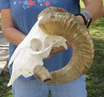 African Merino Ram/Sheep Skull with 24 inch Horns, available for purchase - $155