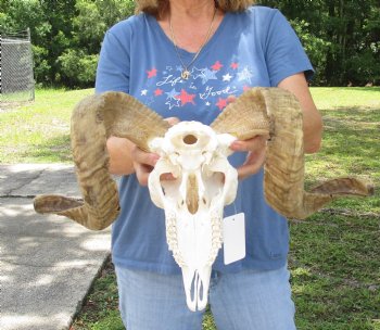 African Merino Ram/Sheep Skull with 24 inch Horns, available for purchase - $155