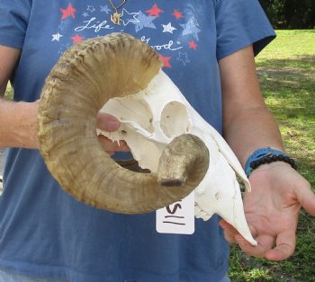 African Merino Ram/Sheep Skull with 24 inch Horns, available for purchase - $155
