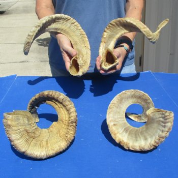4 piece lot of Ram Horns, Sheep Horns 25-26 inches - $70/lot