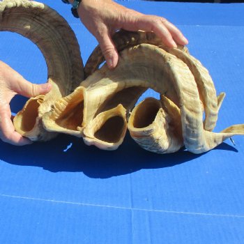 4 piece lot of Ram Horns, Sheep Horns 25-26 inches - $70/lot