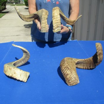 4 piece lot of Ram Horns, Sheep Horns 25-26 inches - $70/lot