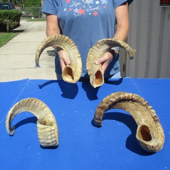 4 piece lot of Ram Horns, Sheep Horns 25-26 inches - $70/lot