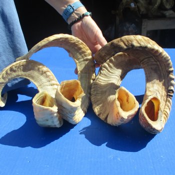 4 piece lot of Ram Horns, Sheep Horns 25-26 inches - $70/lot