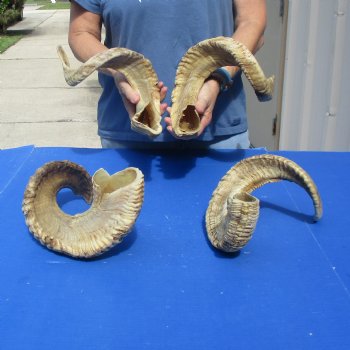 4 piece lot of Ram Horns, Sheep Horns 25-26 inches - $70/lot