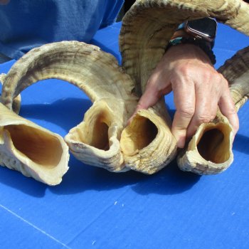 4 piece lot of Ram Horns, Sheep Horns 25-26 inches - $70/lot