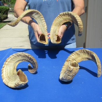 4 piece lot of Ram Horns, Sheep Horns 25-26 inches - $70/lot