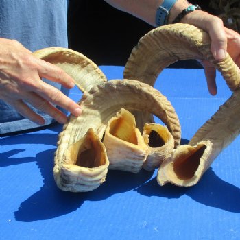 4 piece lot of Ram Horns, Sheep Horns 25-26 inches - $70/lot
