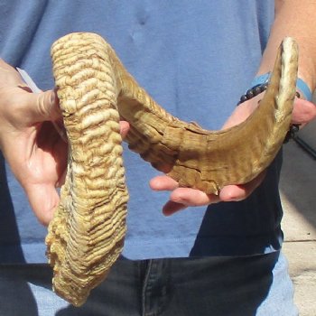 30 inch  Sheep Horn for $32