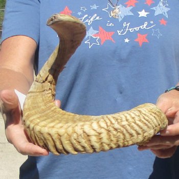 30 inch  Sheep Horn for $32