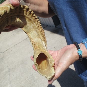 30 inch  Sheep Horn for $32