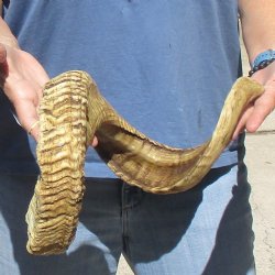 33 inch  Sheep Horn for $32