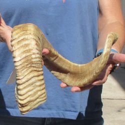 30 inch  Sheep Horn for $32