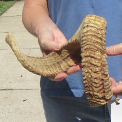 Sheep Horn 27 1/2 inches - $27