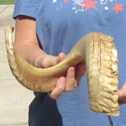 Sheep Horn 27 inches - $27