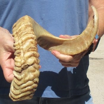 Sheep Horn 27 inches - $27