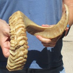 Sheep Horn 27 inches - $27