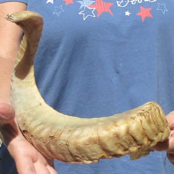 Sheep Horn 27 inches - $27