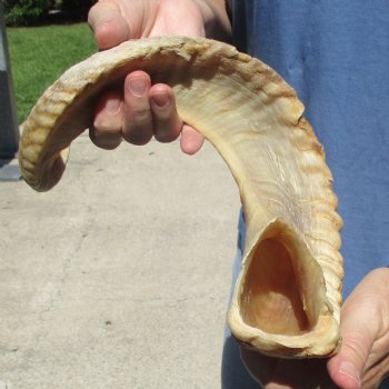 Sheep Horn 27 inches - $27